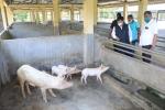 Visit to Govt Pig Breeding Farm Cum Demostration Farm at Sonapur 