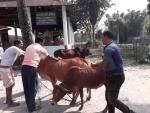 FMD Vaccination