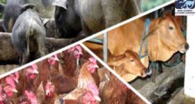 Govt. Livestock, Poultry & Fodder Farms