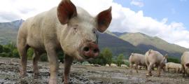 PROTOCOLS ON BIO SECURITY, ZONING AND COMPARTMENTALIZATION FOR CONTROL OF AFRICAN SWINE FEVER (ASF) IN PIG FARMS