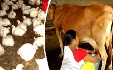 Success Stories | Animal Husbandry & Veterinary | Government Of Assam, India