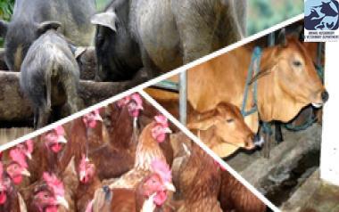 Govt. Livestock, Poultry & Fodder Farms